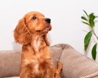 Pet-Nuptials? Dog custody becomes more prevalent in divorces. 