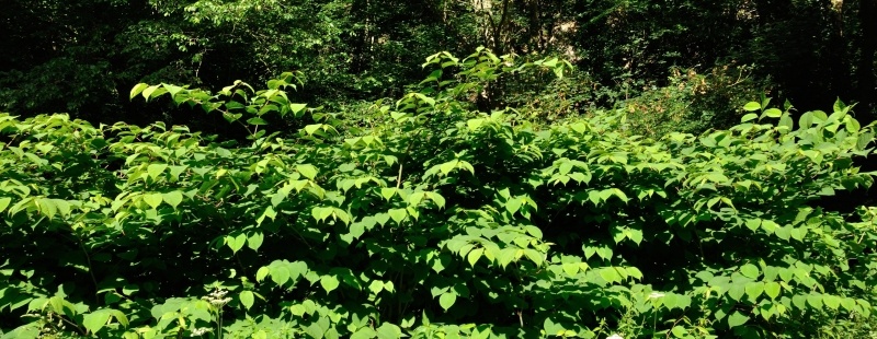 Japanese knotweed – a true nightmare for landowners